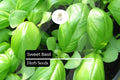 Sweet Basil Seeds - Aromatic Heirloom Herb, High Yield (25 Seeds)
