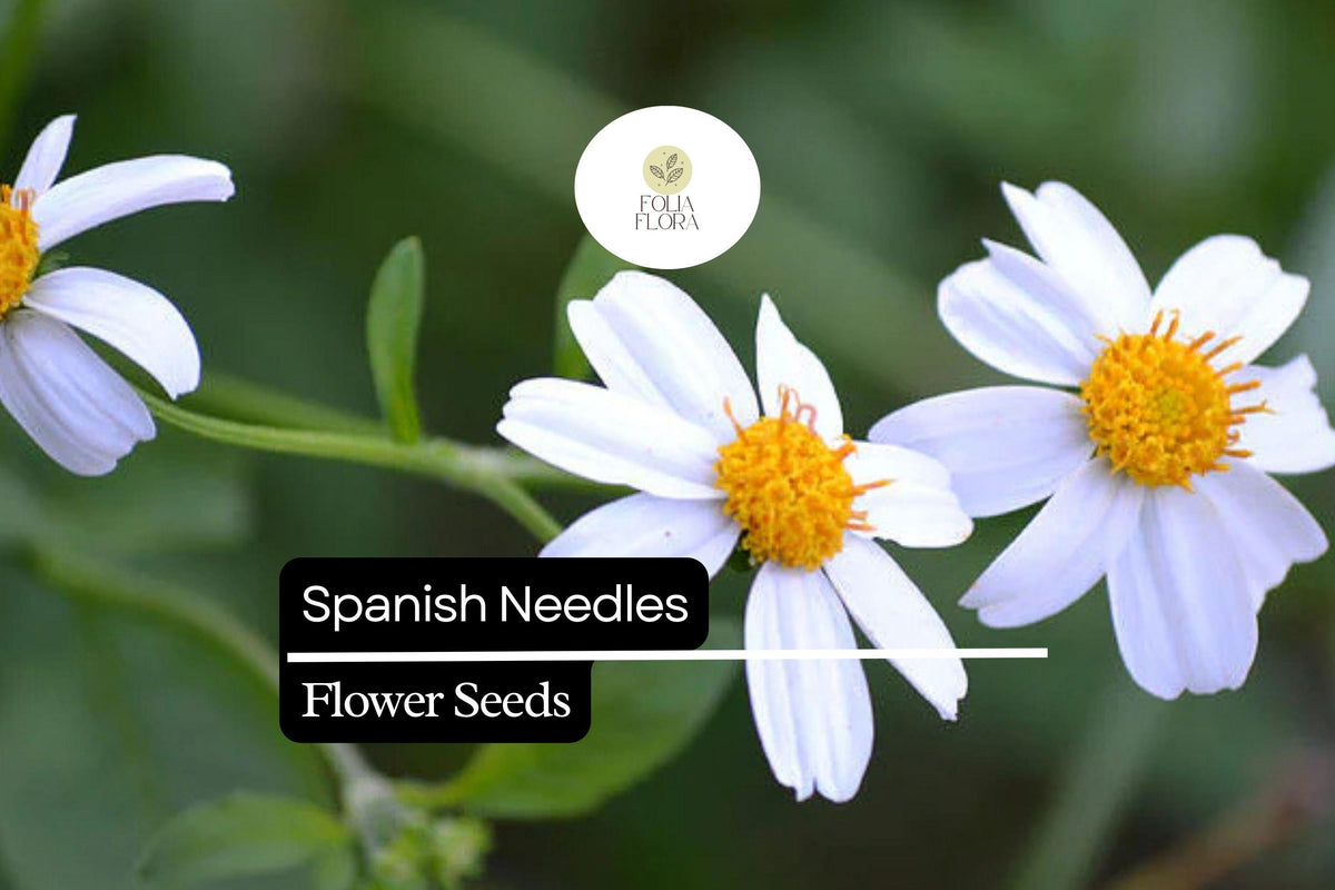 25 Spanish Needles Flower Seeds | Pollinator-Friendly Edible Wildflower