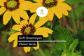 Soft Greeneyes Seeds (Berlandiera betonicifolia) - 15 Seeds - Chocolate Daisy with Fragrant Blooms