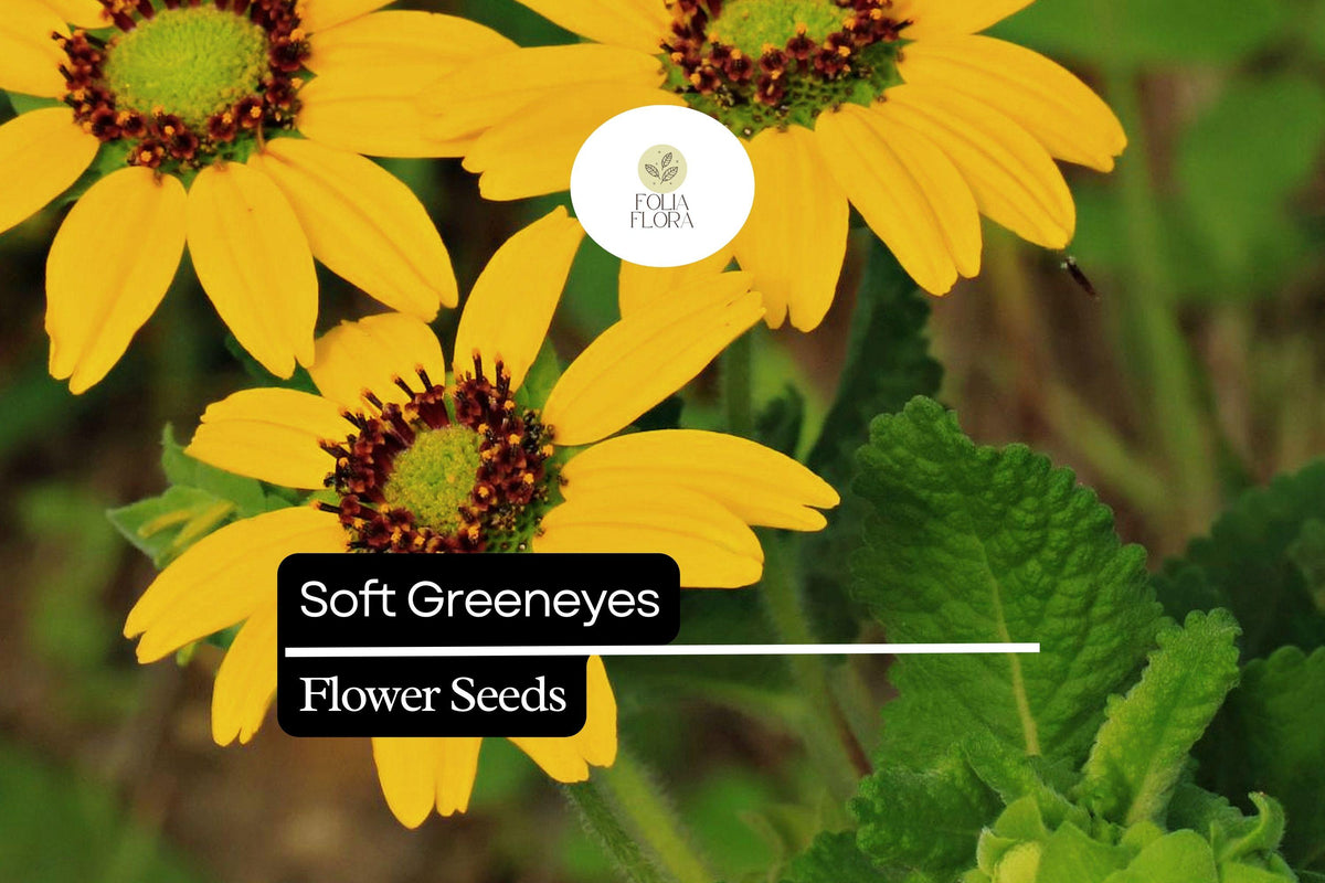 Soft Greeneyes Seeds (Berlandiera betonicifolia) - 15 Seeds - Chocolate Daisy with Fragrant Blooms