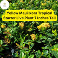 Yellow Maui Ixora Plant – Tropical Live Starter Shrub, 7" Tall