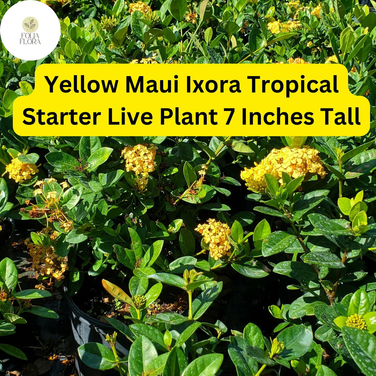 Yellow Maui Ixora Plant – Tropical Live Starter Shrub, 7" Tall