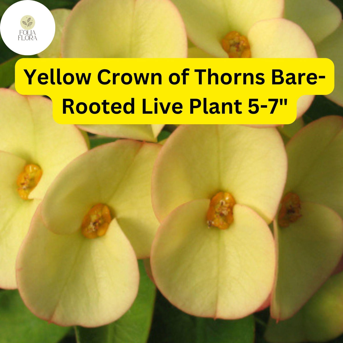 1 Euphorbia milii Yellow Crown of Thorns Bare-Root Live Plant 5-7" Big Flowers Drought Tolerant