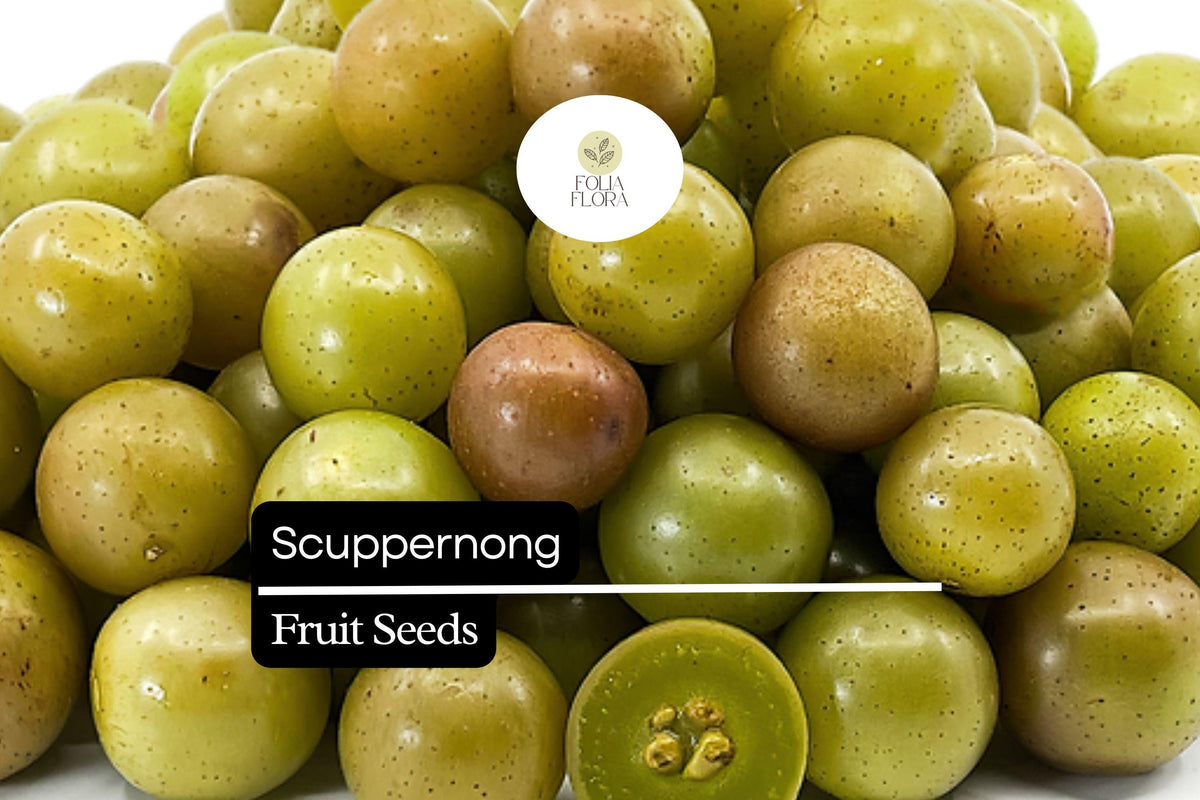 Scuppernong Grape Seeds (Vitis rotundifolia) - 5 Seeds for Planting Sweet Muscadine Grapes