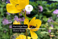 25 Partridge Pea Flower Seeds - Bright Yellow Wildflowers for Pollinators