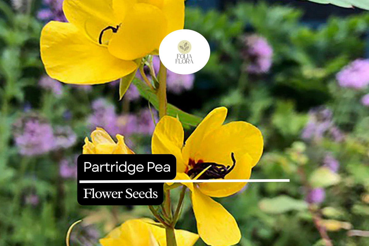 25 Partridge Pea Flower Seeds - Bright Yellow Wildflowers for Pollinators