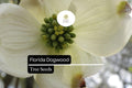 Florida Dogwood Seeds (Cornus florida) - 5 Seeds for Planting