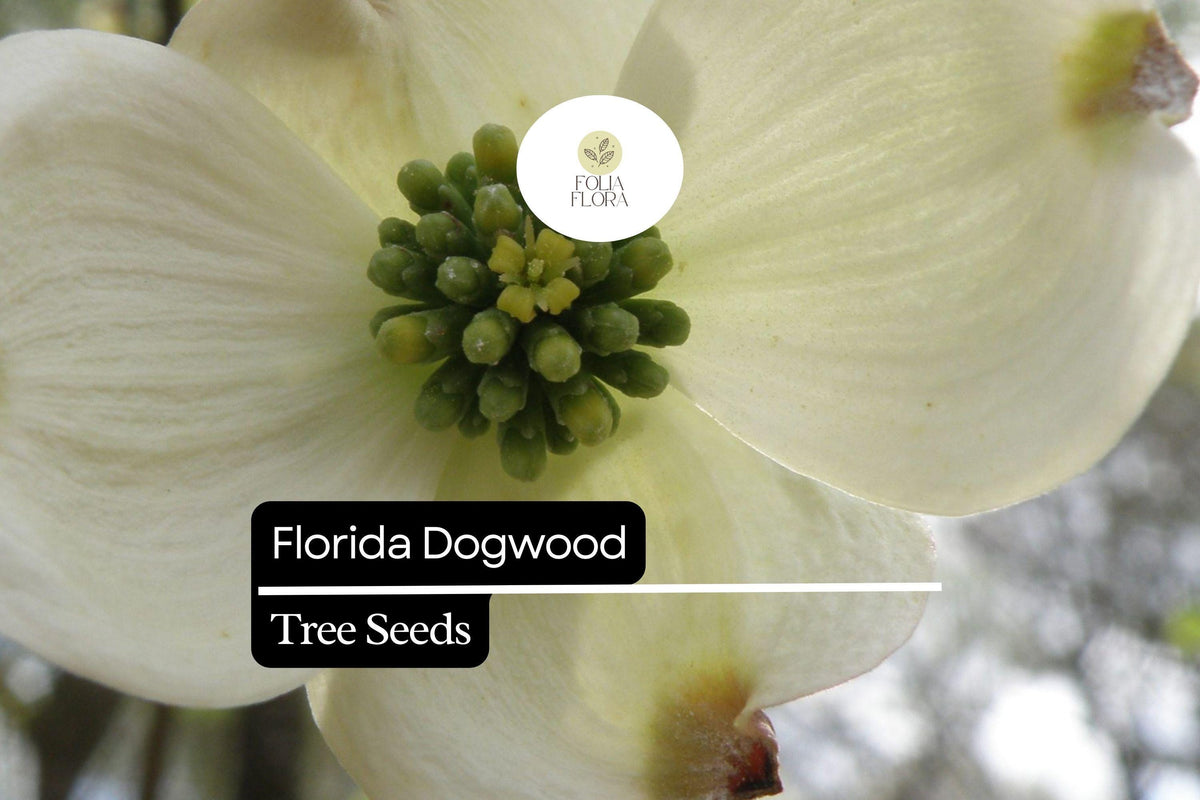 Florida Dogwood Seeds (Cornus florida) - 5 Seeds for Planting