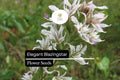 25 Elegant Blazingstar Flower Seeds – Pink-Purple Wildflower for Gardens