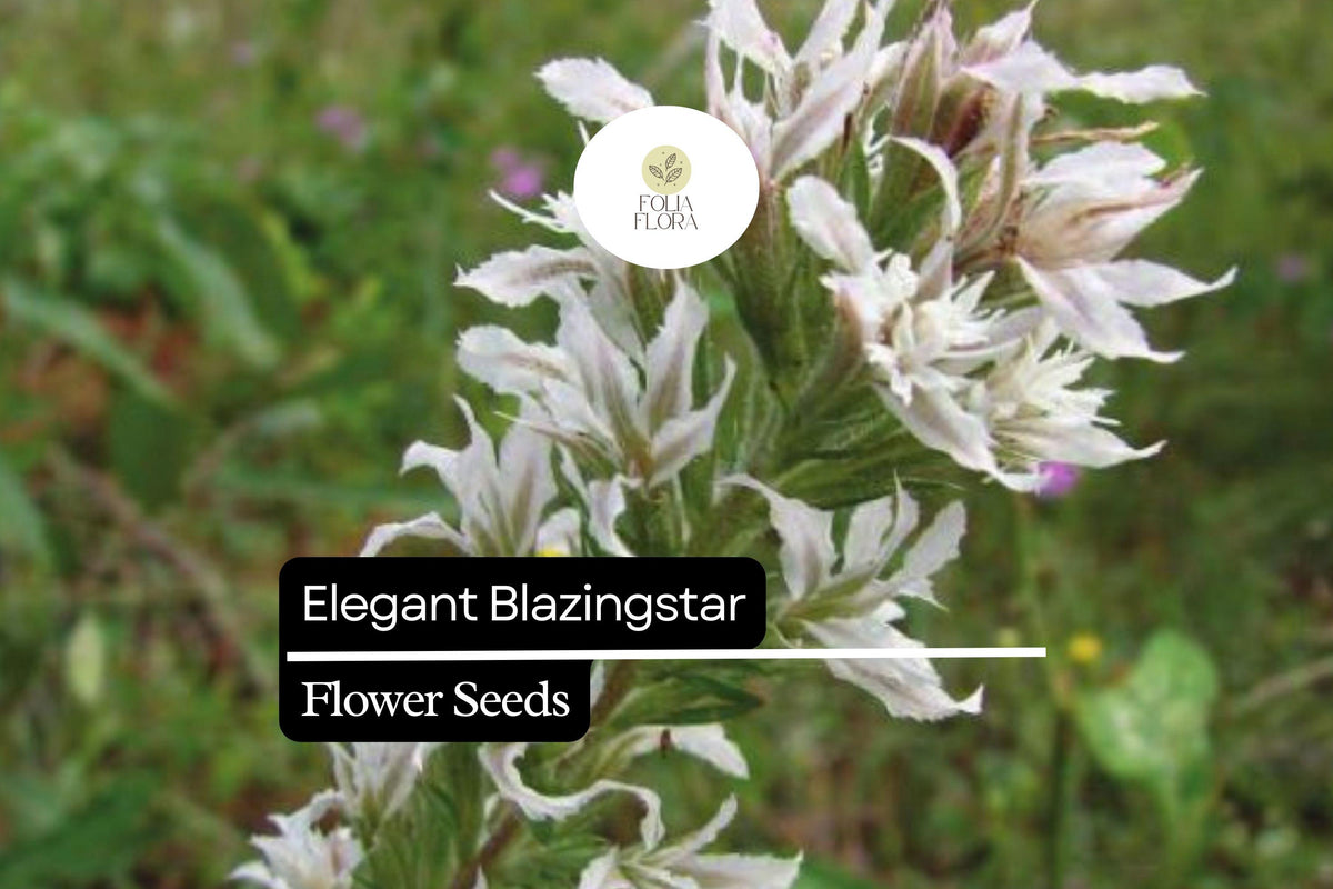 25 Elegant Blazingstar Flower Seeds – Pink-Purple Wildflower for Gardens