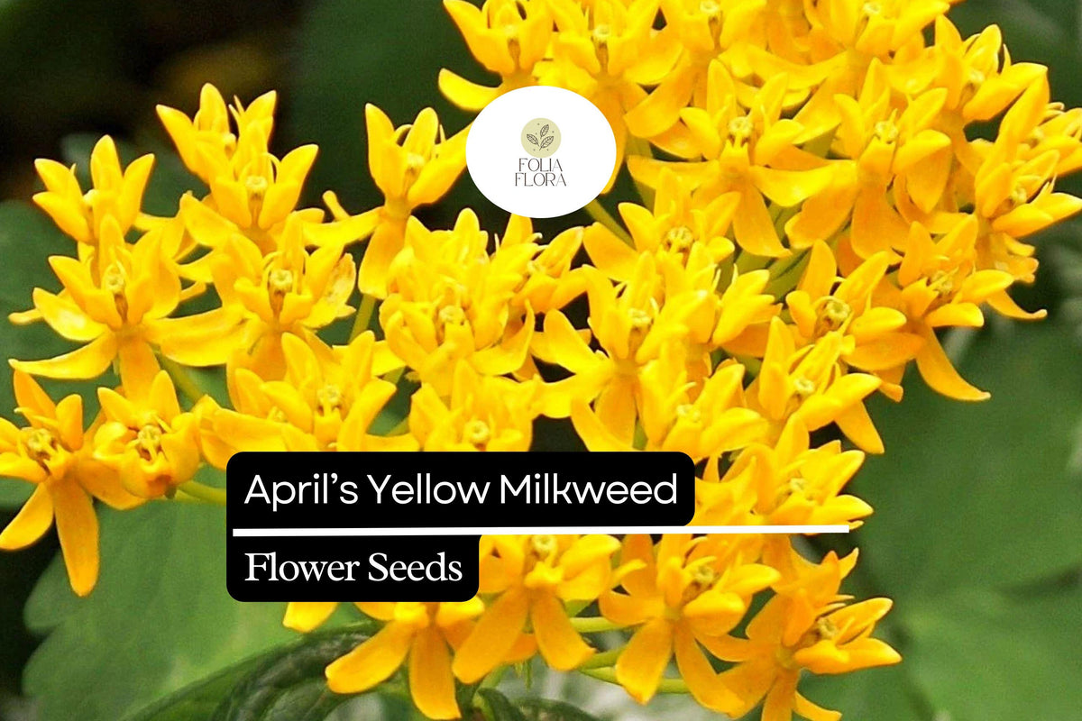 15 April's Yellow Milkweed Seeds - Monarch Butterfly Host Plant