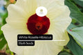 White Roselle Hibiscus Seeds - Edible Calyx & Blooms (25 Seeds)