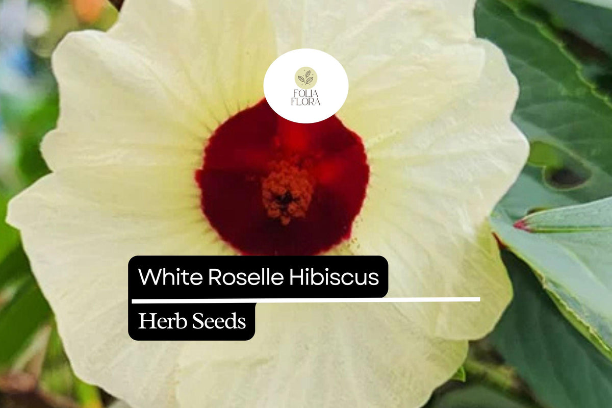 White Roselle Hibiscus Seeds - Edible Calyx & Blooms (25 Seeds)