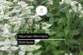 Mountain Mint Seeds (Pycnanthemum verticillatum) - 25 Seeds - Aromatic Native Perennial Herb