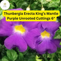 King's Mantle Cuttings - 7 Unrooted Thunbergia Erecta with Purple Blooms