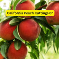 California Peach Tree Cuttings | 7 Live Prunus Persica for Home Orchard