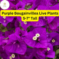 1 Purple Bougainvillea Live Plant 5-7 Inches Tall - Paper Flower, Vibrant Blooms, Drought-Tolerant