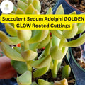 3 Golden Glow Sedum Succulent Cuttings | Easy Care, Vibrant Foliage