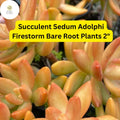 2 Sedum adolphi 'Firestorm' Succulents | Red-Orange Foliage Bare Root
