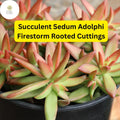 5 Sedum Adolphi 'Firestorm' Rooted Cuttings | Red-Orange Succulent Plants