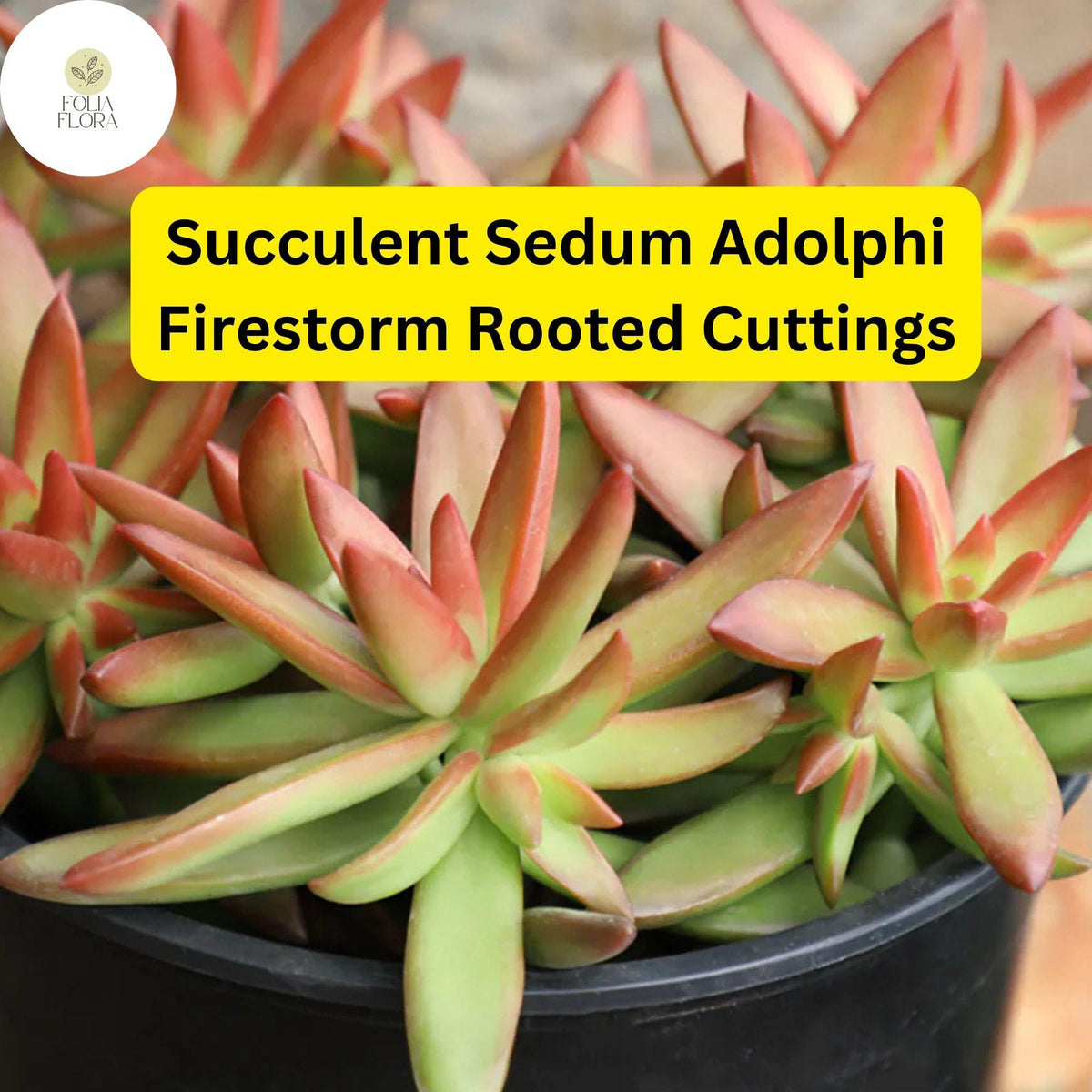 5 Sedum Adolphi 'Firestorm' Rooted Cuttings | Red-Orange Succulent Plants