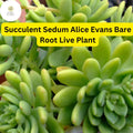 3 Sedum 'Alice Evans' Bare Root Plants | Drought Tolerant Stonecrop Succulent