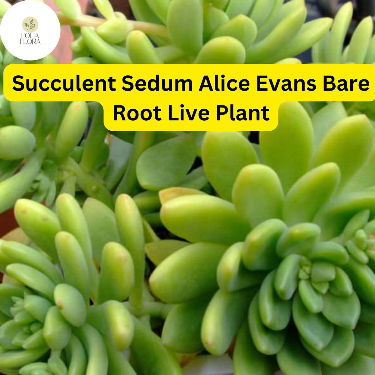 3 Sedum 'Alice Evans' Bare Root Plants | Drought Tolerant Stonecrop Succulent