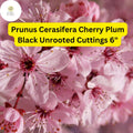 3 Cherry Plum Black Cuttings - Prunus Cerasifera Tree for Home Orchard