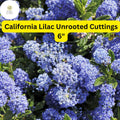 Ceanothus California Lilac 3 Unrooted Cuttings 6 Inch Blue Blooms