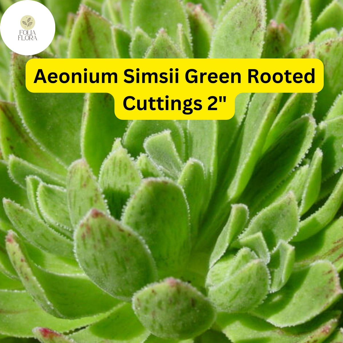 Aeonium simsii 'Green' Rooted Cuttings – 3 Live 2" Succulent Plants