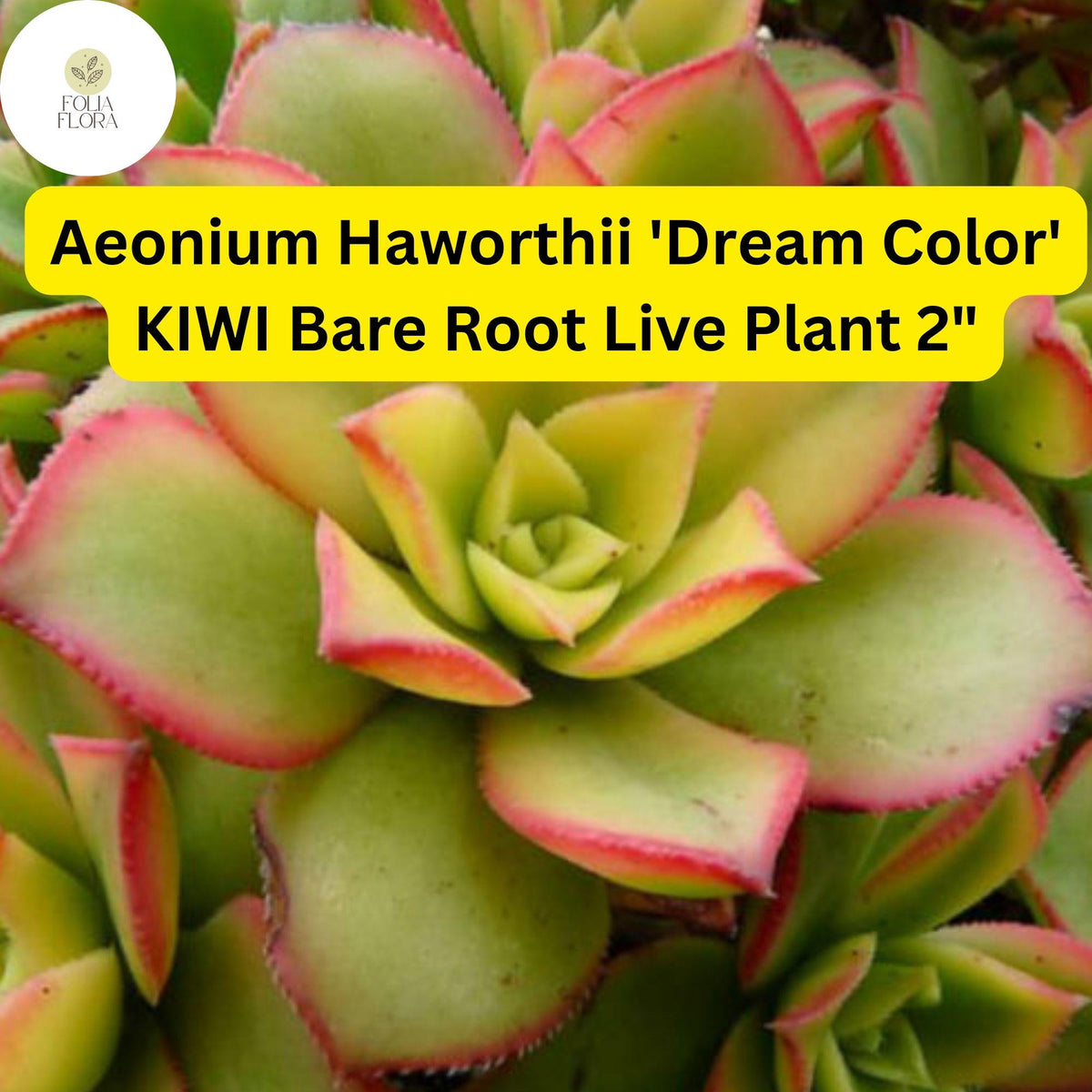 Aeonium Kiwi Succulent – 2 Bare Root Plants, Variegated Rosettes, Drought-Tolerant