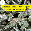 Ledebouria socialis 'Silver Squill' – 1 Bare Root Variegated Succulent Plant