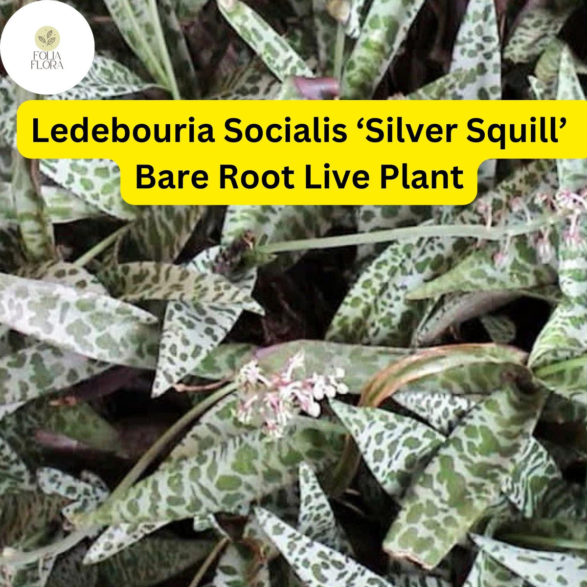 Ledebouria socialis 'Silver Squill' – 1 Bare Root Variegated Succulent Plant