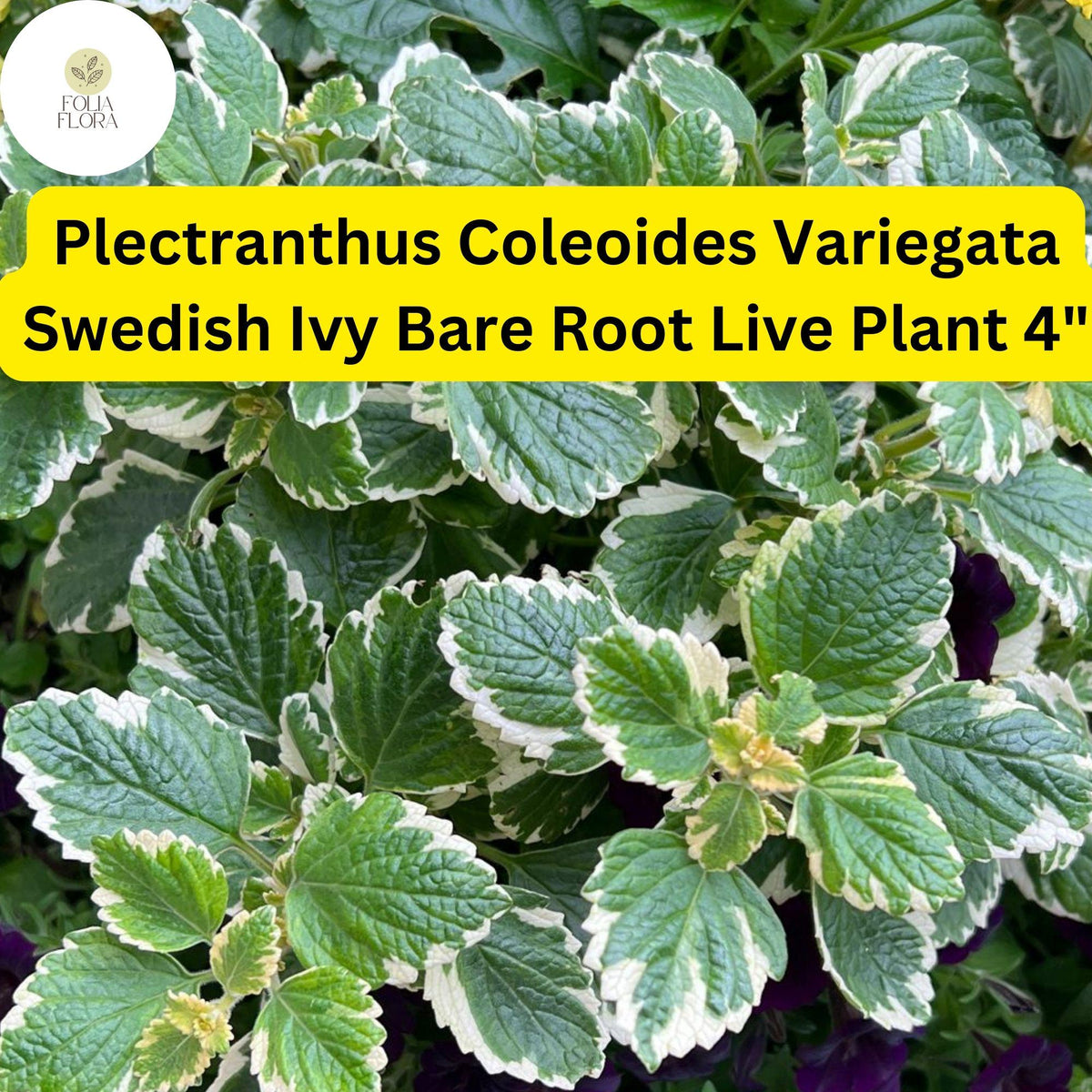 1 Variegated Swedish Ivy Plant - Plectranthus coleoides, Easy-Care