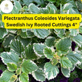 Variegated Swedish Ivy Plant | Plectranthus coleoides 'Variegata' | 3 Rooted Cuttings 4"