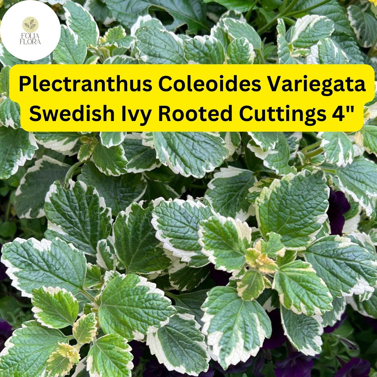 Variegated Swedish Ivy Plant | Plectranthus coleoides 'Variegata' | 3 Rooted Cuttings 4"