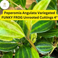Peperomia angulata 'Funky Frog' | 5 Unrooted 4" Live Cuttings | Variegated Trailing Houseplant