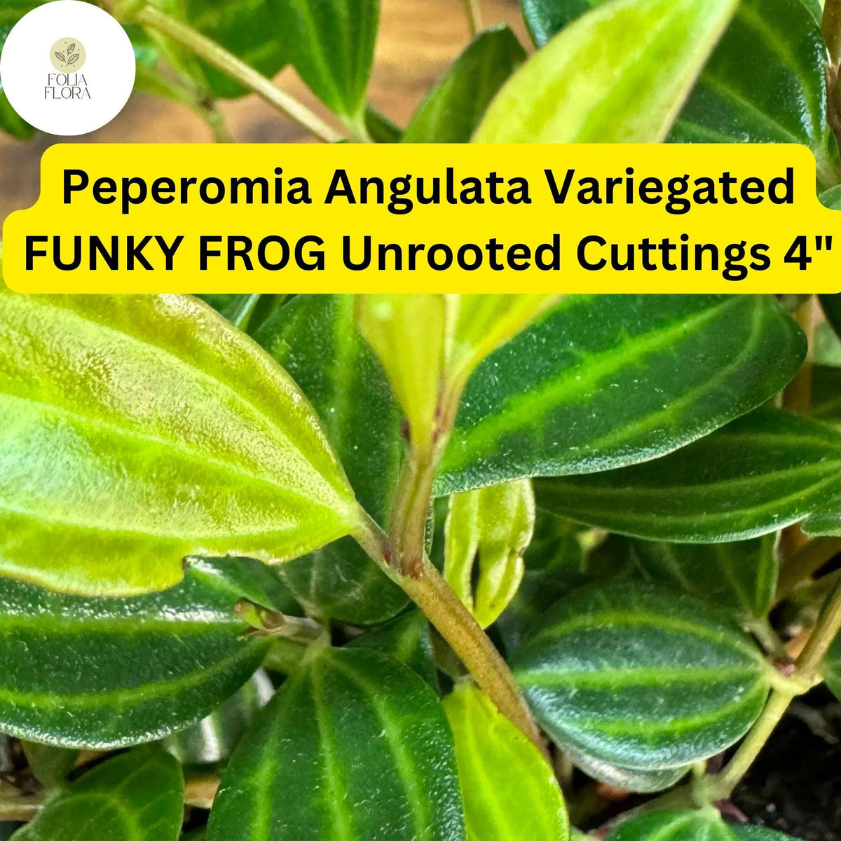 Peperomia angulata 'Funky Frog' | 5 Unrooted 4" Live Cuttings | Variegated Trailing Houseplant