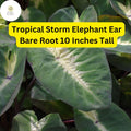 Colocasia esculenta 'Tropical Storm' Elephant Ear Live Plant 10" Bare Root