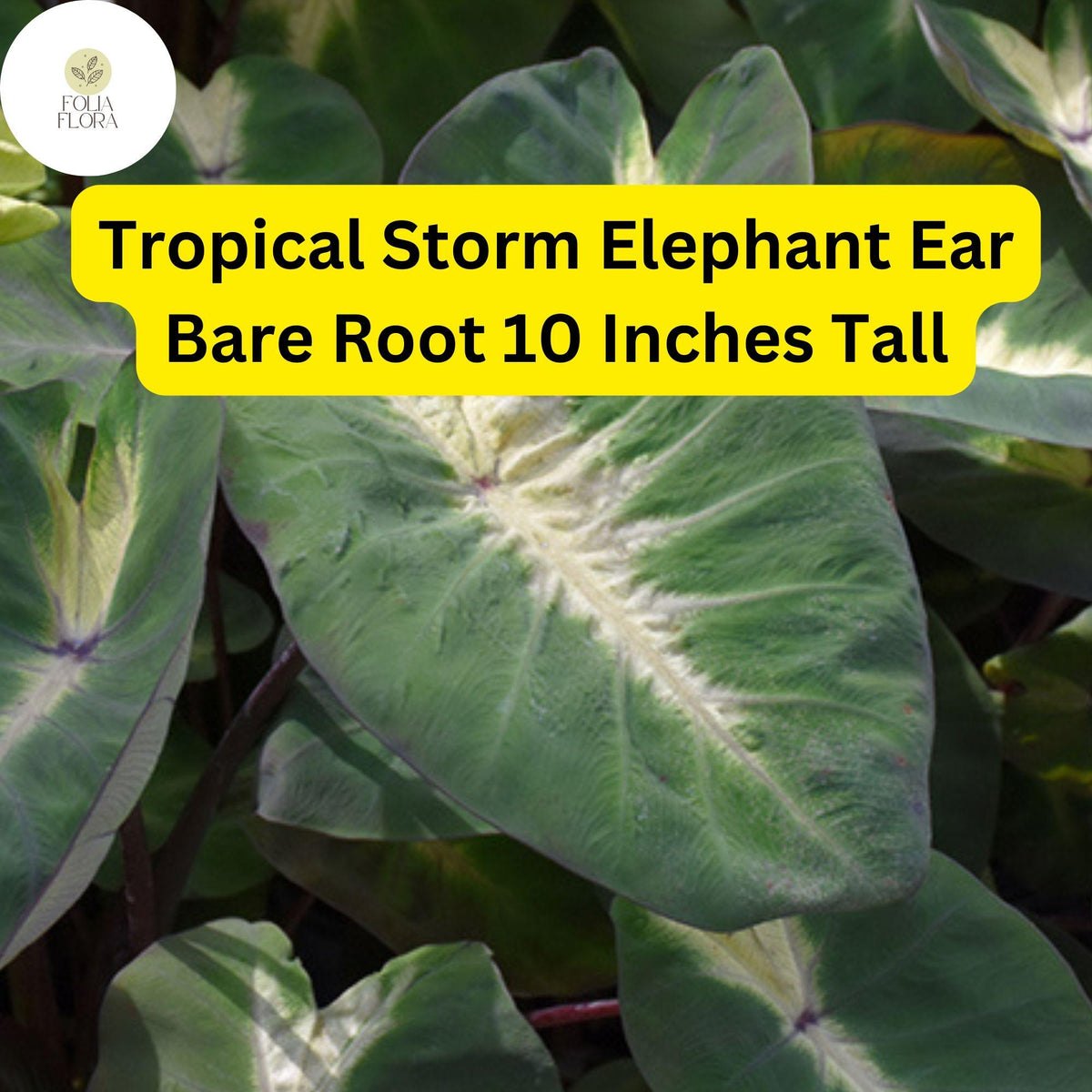 Colocasia esculenta 'Tropical Storm' Elephant Ear Live Plant 10" Bare Root