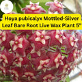 Hoya pubicalyx Mottled Silver Leaf Live Plant 5 inch Bare Root Wax Plant
