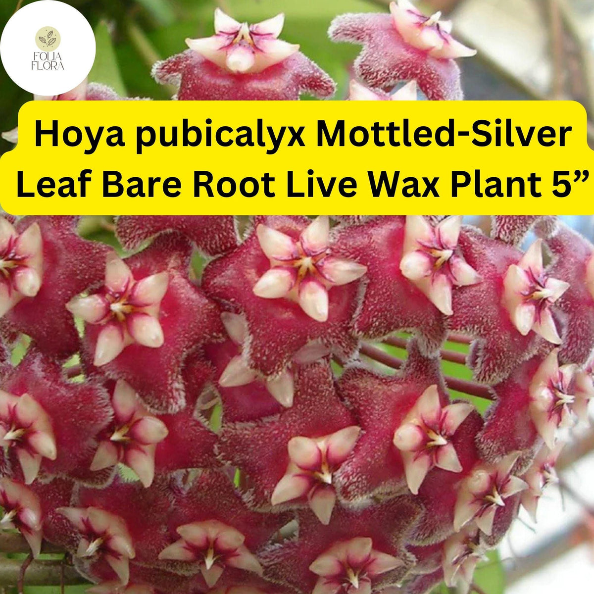 Hoya pubicalyx Mottled Silver Leaf Live Plant 5 inch Bare Root Wax Plant