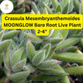 Moonglow Crassula Succulent | Fuzzy Silvery Leaves | 2-4 Inch Bare Root