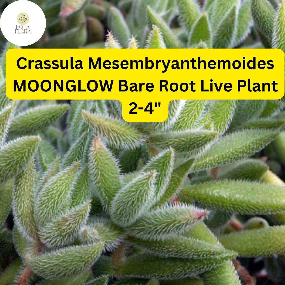 Moonglow Crassula Succulent | Fuzzy Silvery Leaves | 2-4 Inch Bare Root