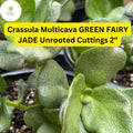 Green Fairy Jade Succulent Cuttings | 2 Unrooted Cuttings for Easy-Care Ground Cover