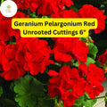 Red Geranium Pelargonium 3 Live Unrooted Cuttings Bright Red Blooms
