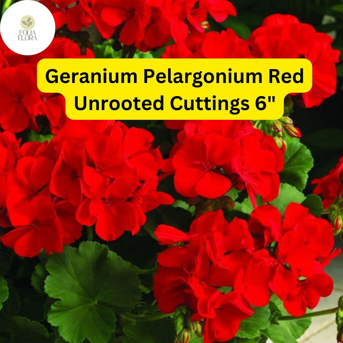 Red Geranium Pelargonium 3 Live Unrooted Cuttings Bright Red Blooms