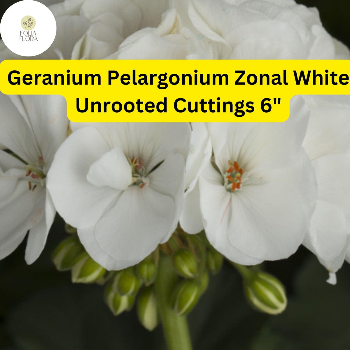 3 White Geranium Cuttings - Drought-Tolerant Zonal Pelargonium