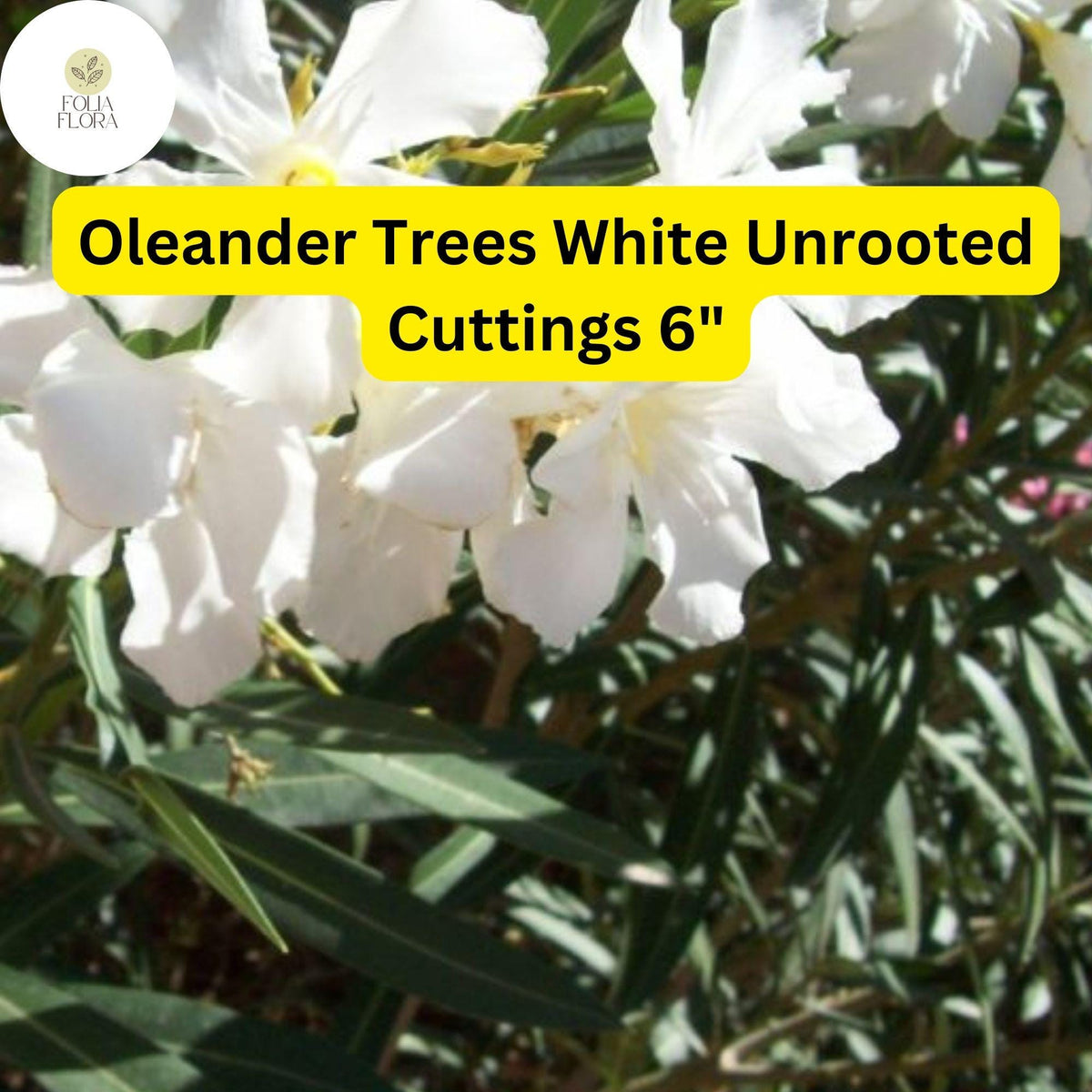 Oleander Tree 'White' | 7 Live 6” Unrooted Cuttings | Fragrant White Flowers