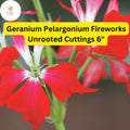 Geranium Pelargonium 'Fireworks Red' | 3 Live 6” Unrooted Cuttings | Vibrant Red Blooms